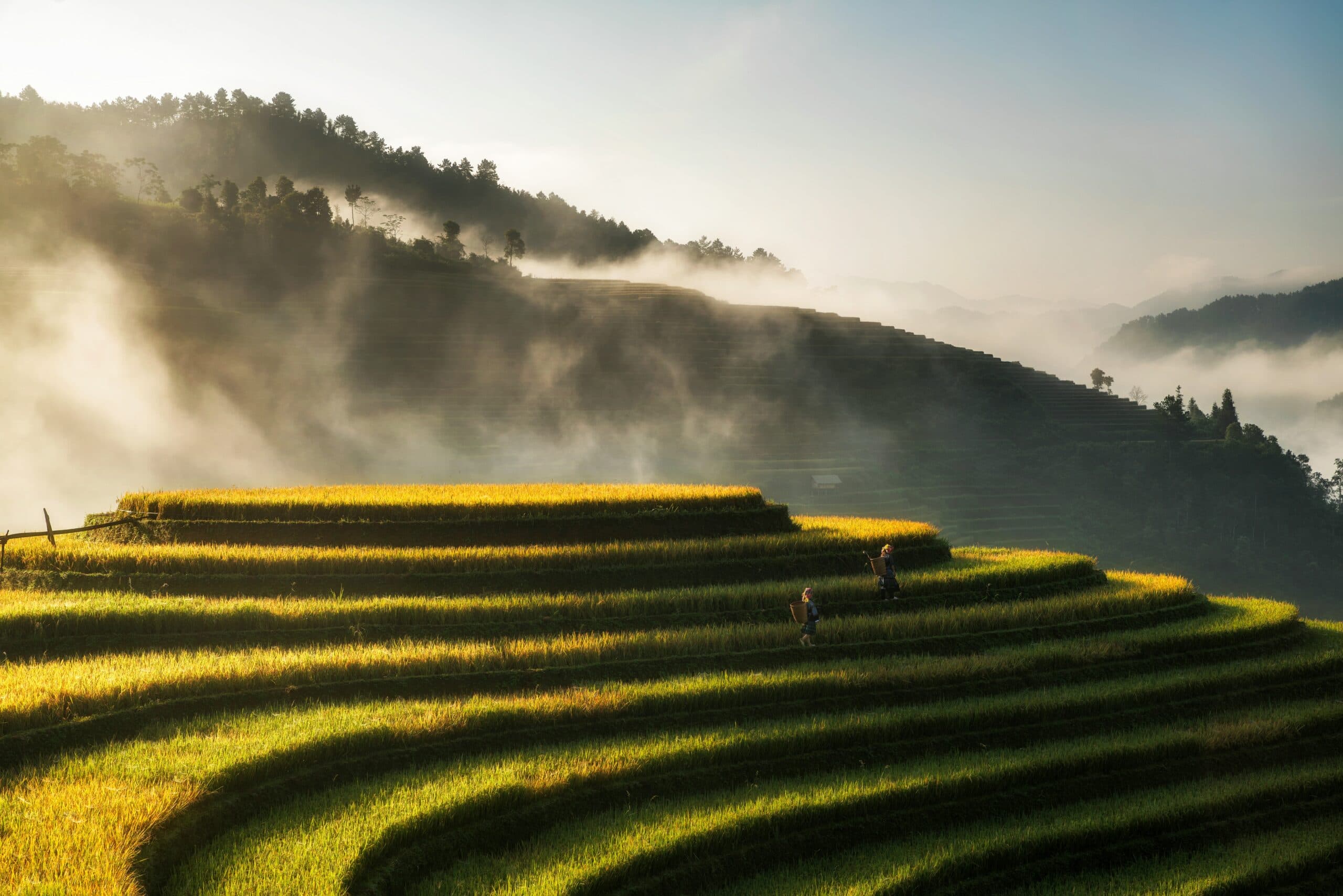 Terraced rice fields