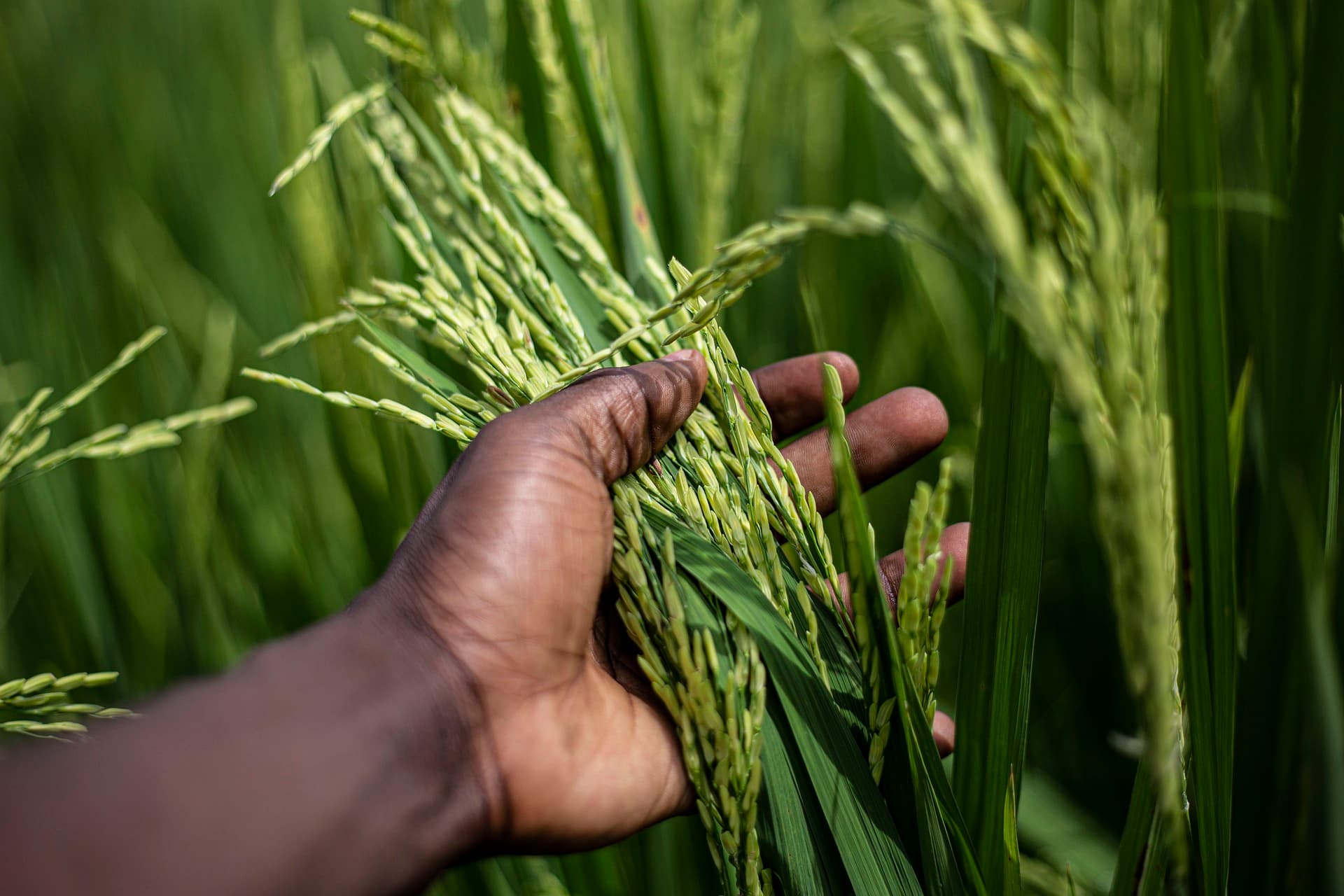 Rice grains